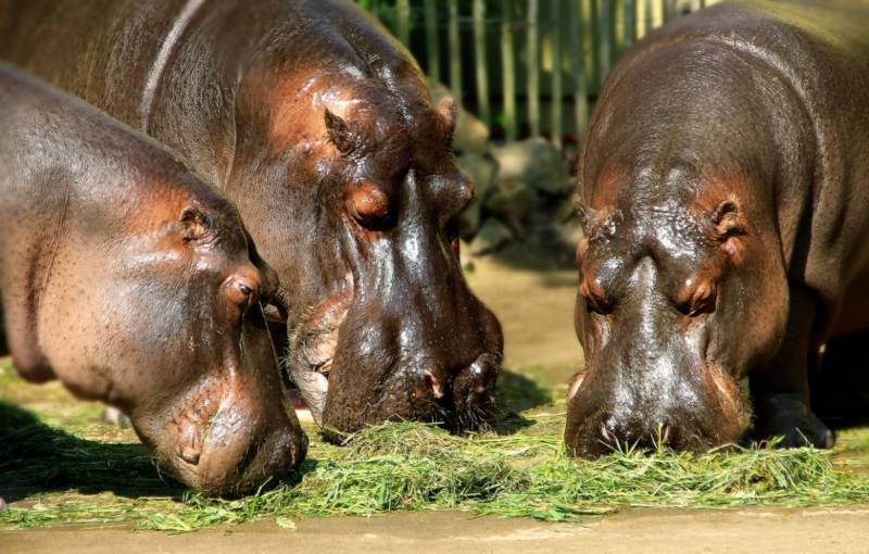 Бегемот - описание животного, виды, где живет, что ест