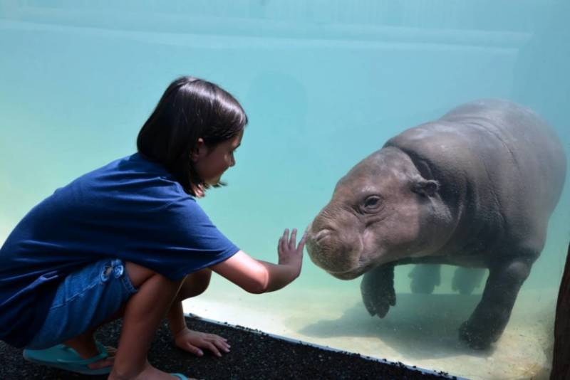 Бегемот - описание животного, виды, где живет, что ест