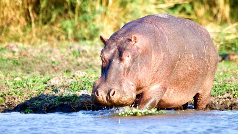 Бегемот - описание животного, виды, где живет, что ест