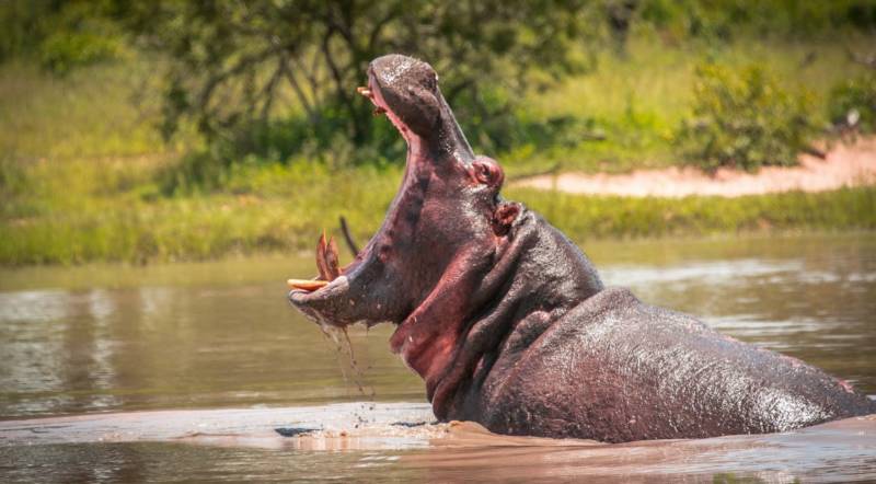 Бегемот - описание животного, виды, где живет, что ест