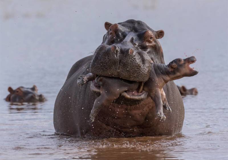 Бегемот - описание животного, виды, где живет, что ест