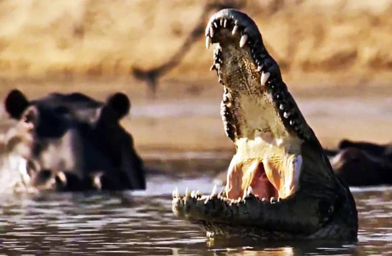 Бегемот - описание животного, виды, где живет, что ест