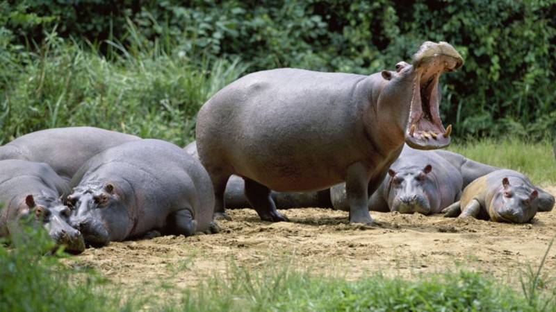 Бегемот - описание животного, виды, где живет, что ест