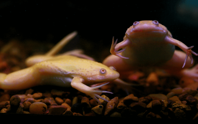 Шпорцевая лягушка Шпорцевая лягушка