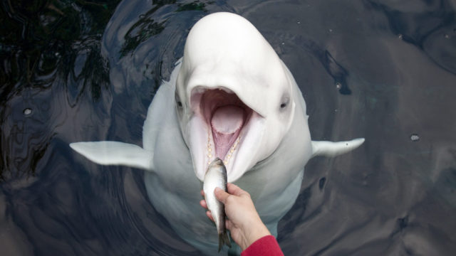 Белуха есть рыба