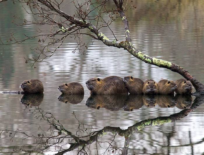 Речной бобр из Красной книги - описание и внешний вид, чем питается и где обитает
