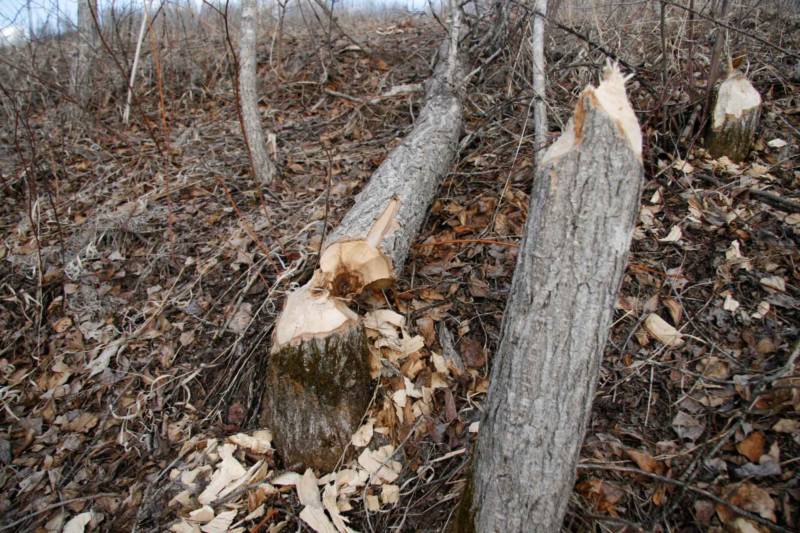 Речной бобр из Красной книги - описание и внешний вид, чем питается и где обитает