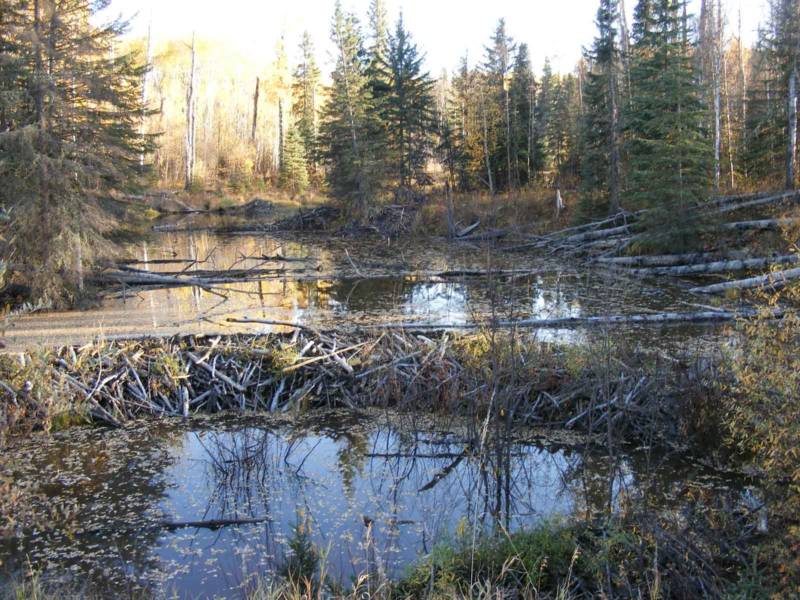 Речной бобр из Красной книги - описание и внешний вид, чем питается и где обитает