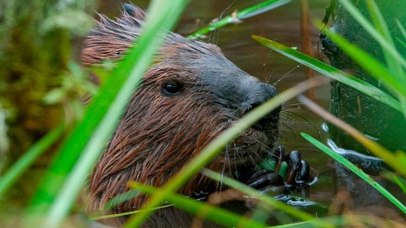 Речной бобр из Красной книги - описание и внешний вид, чем питается и где обитает