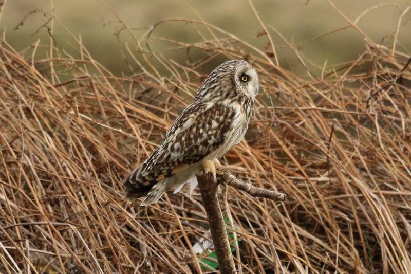 Сова - фото мудрого и древнейшего вида птицы планеты