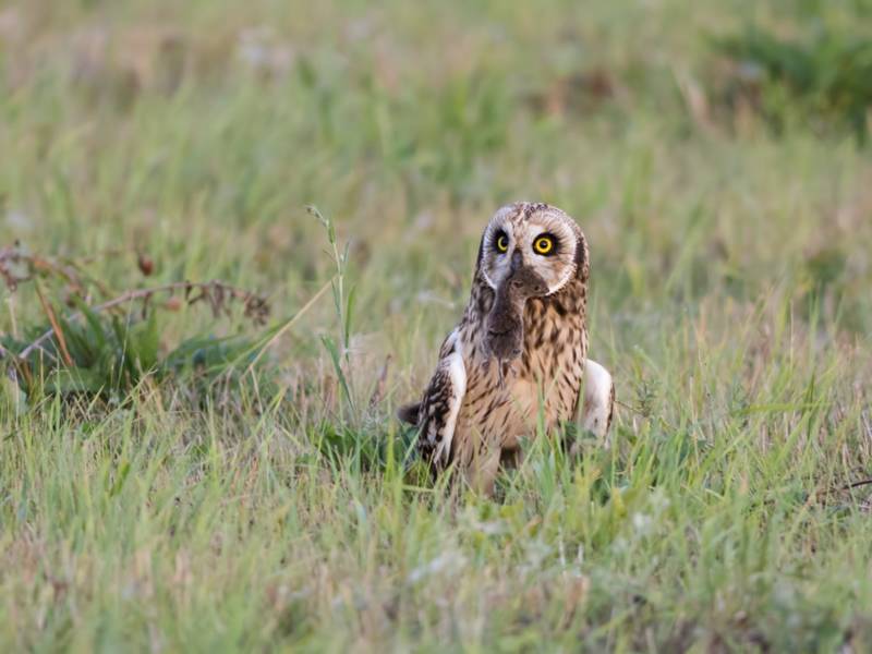 Сова - фото мудрого и древнейшего вида птицы планеты