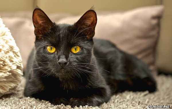 Бомбейская-кошка-миниатюрная-порода-с-отличным-характером-12