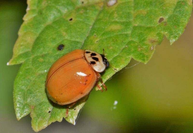 Божья коровка - описание, где обитает, виды, чем питается
