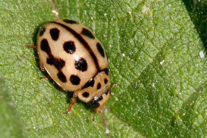 Божья коровка - описание, где обитает, виды, чем питается