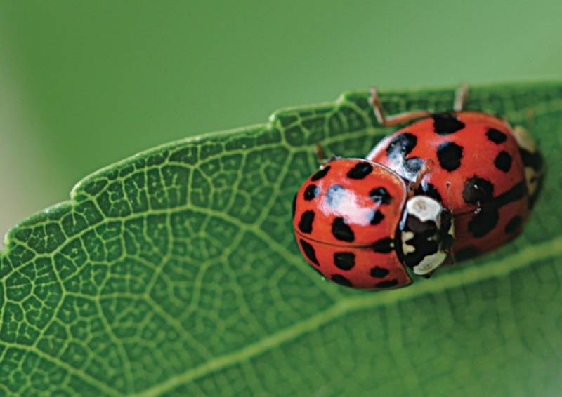 Божья коровка: описание, виды, чем питается, интересные факты