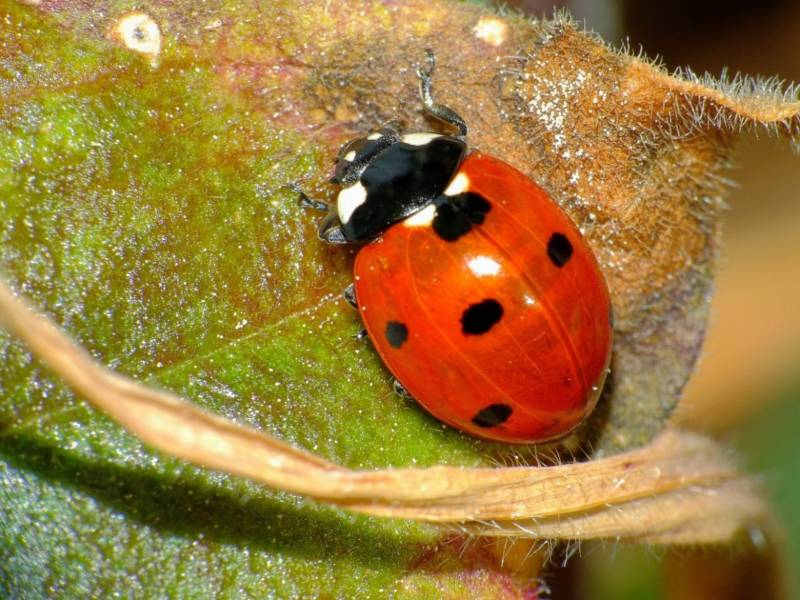 Божья коровка - описание, где обитает, виды, чем питается