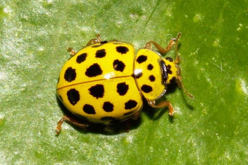 Божья коровка: описание, виды, чем питается, интересные факты