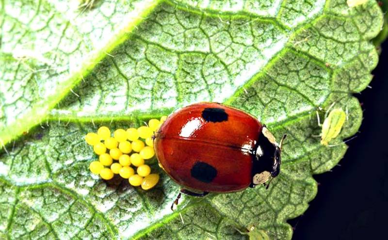 Божья коровка - описание, где обитает, виды, чем питается
