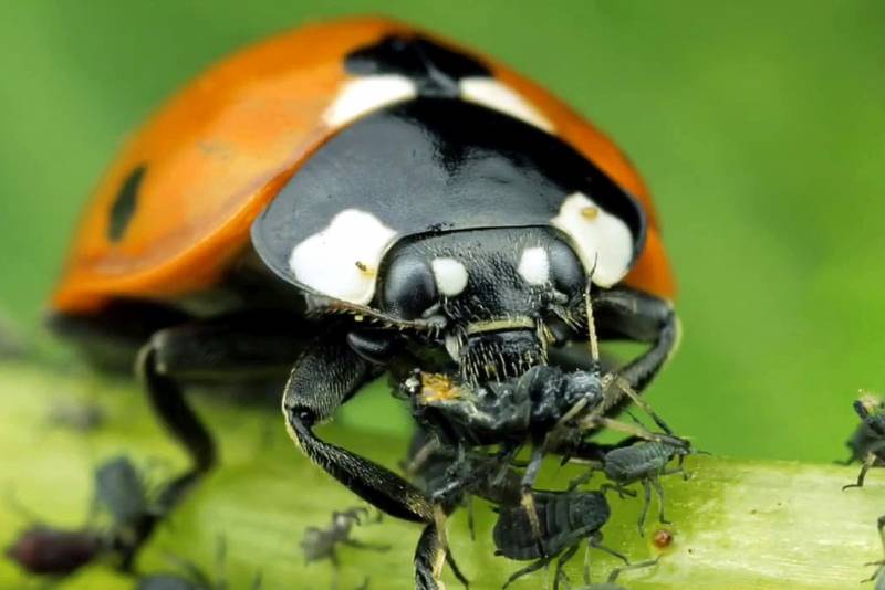 Божья коровка: описание, виды, чем питается, интересные факты