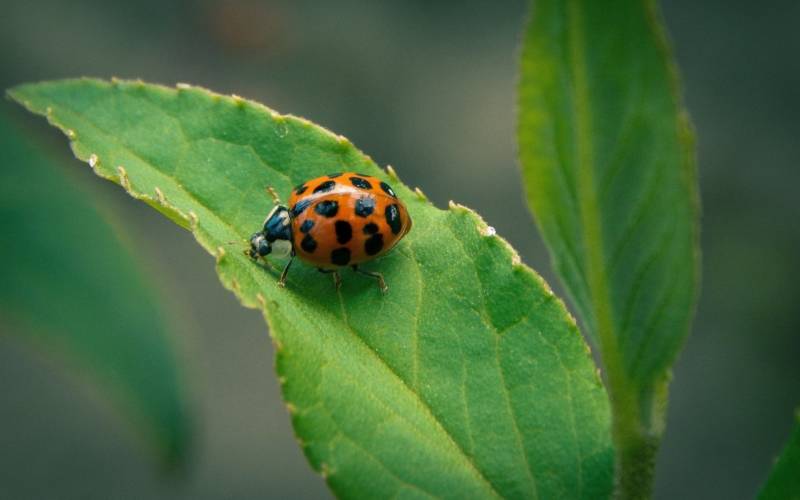 Божья коровка: описание, виды, чем питается, интересные факты