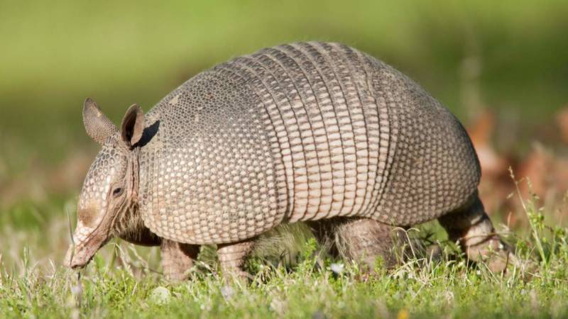 Броненосец - описание животного, где обитает, чем питается