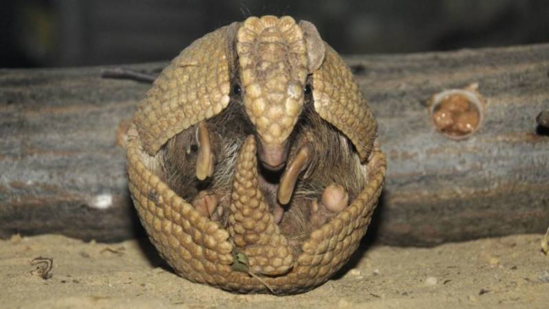 Броненосец - описание животного, где обитает, чем питается