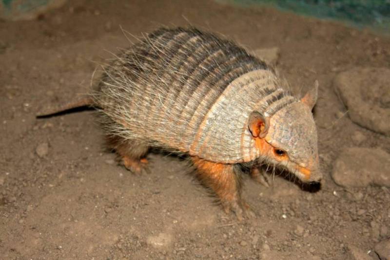 Броненосец - описание животного, где обитает, чем питается