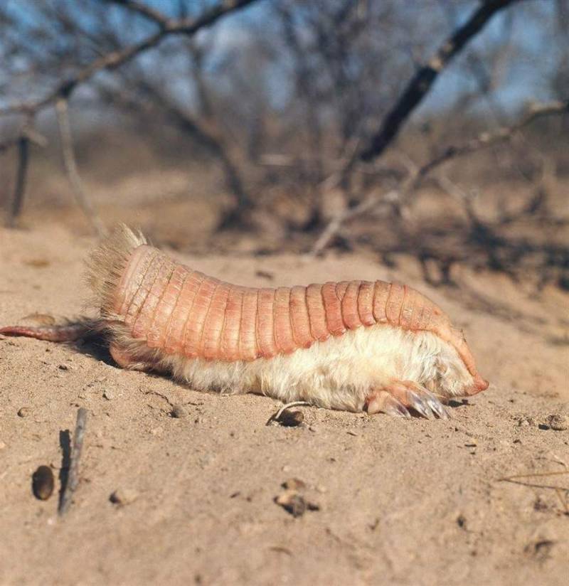 Броненосец - описание животного, где обитает, чем питается