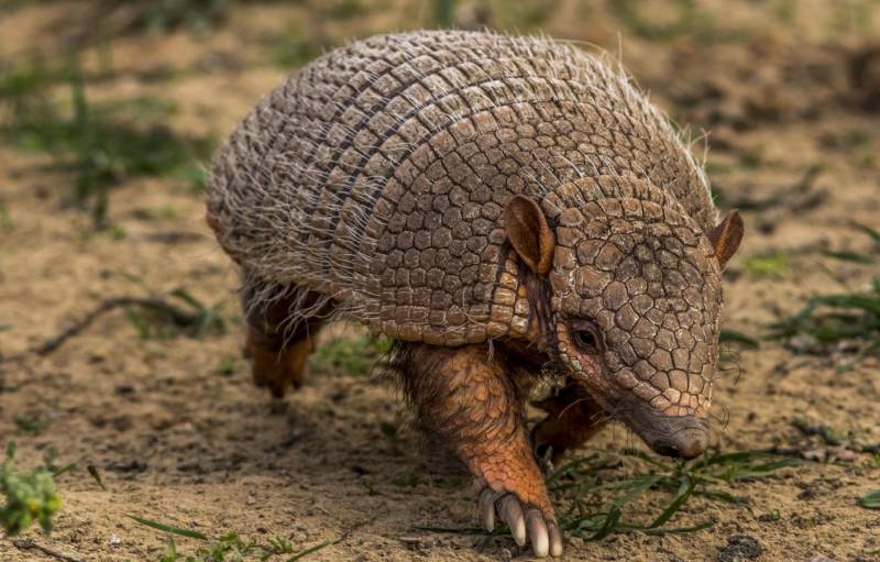 Броненосец - описание животного, где обитает, чем питается
