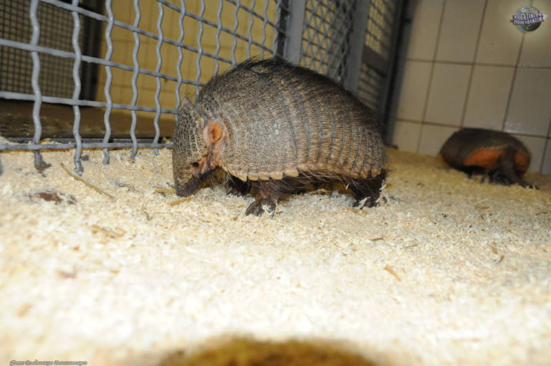 Броненосец - описание животного, где обитает, чем питается