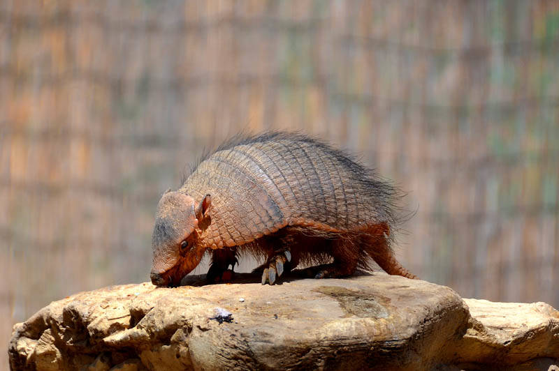 Броненосец - описание животного, где обитает, чем питается