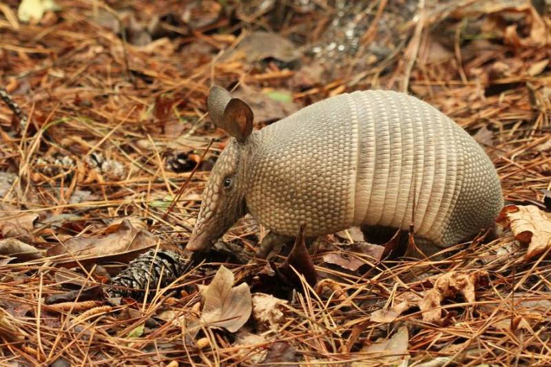 Броненосец - описание животного, где обитает, чем питается