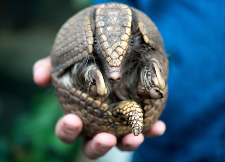 Броненосец - описание животного, где обитает, чем питается