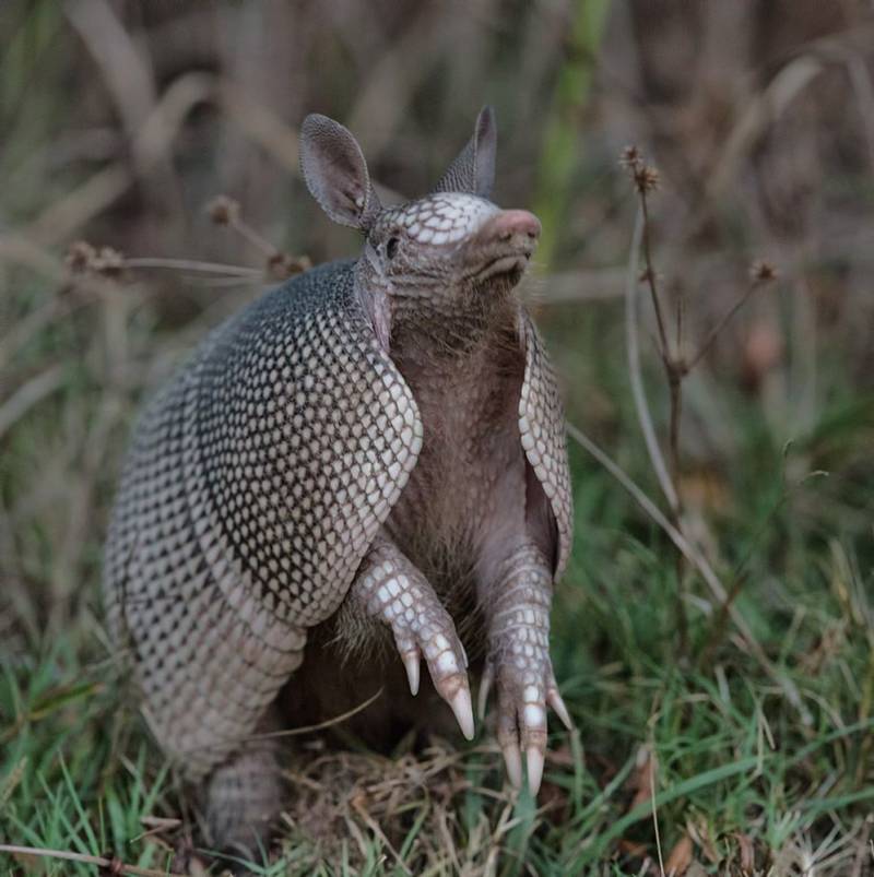 Броненосец - описание животного, где обитает, чем питается