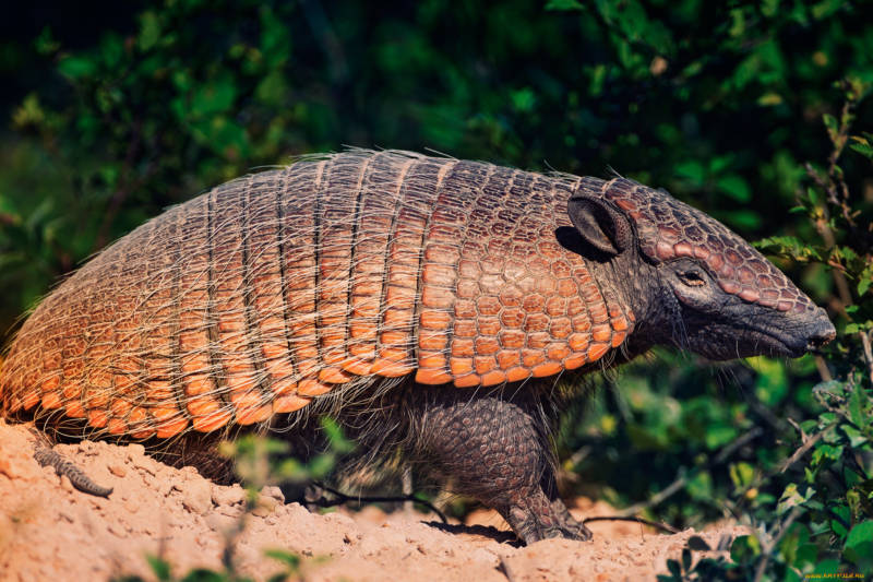 Броненосец - описание животного, где обитает, чем питается