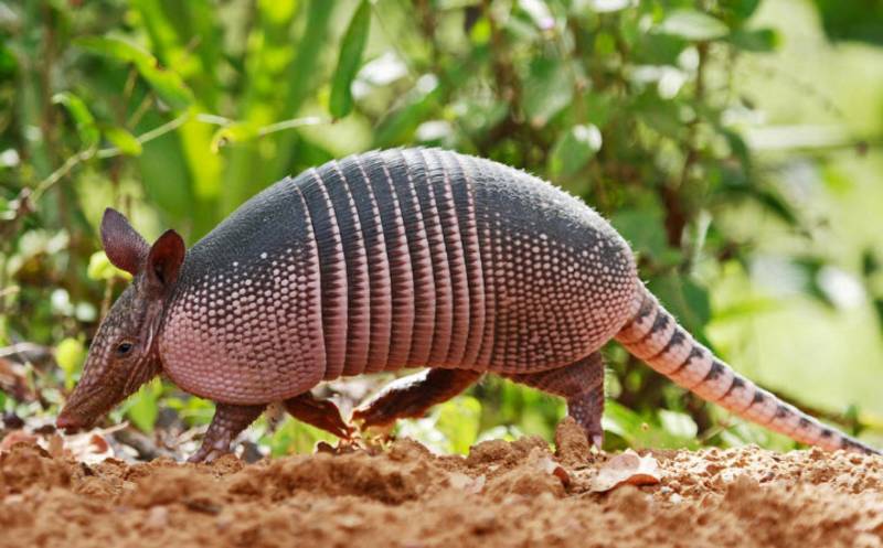 Броненосец - описание животного, где обитает, чем питается