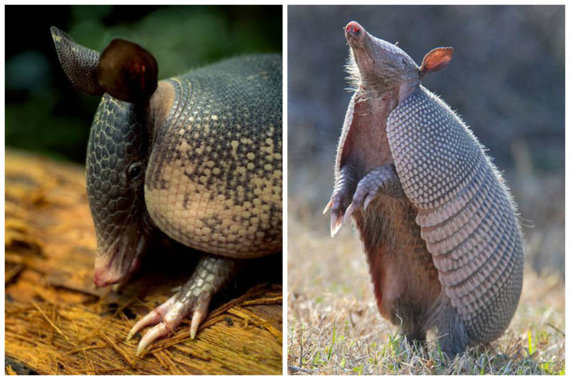 Броненосец - описание животного, где обитает, чем питается