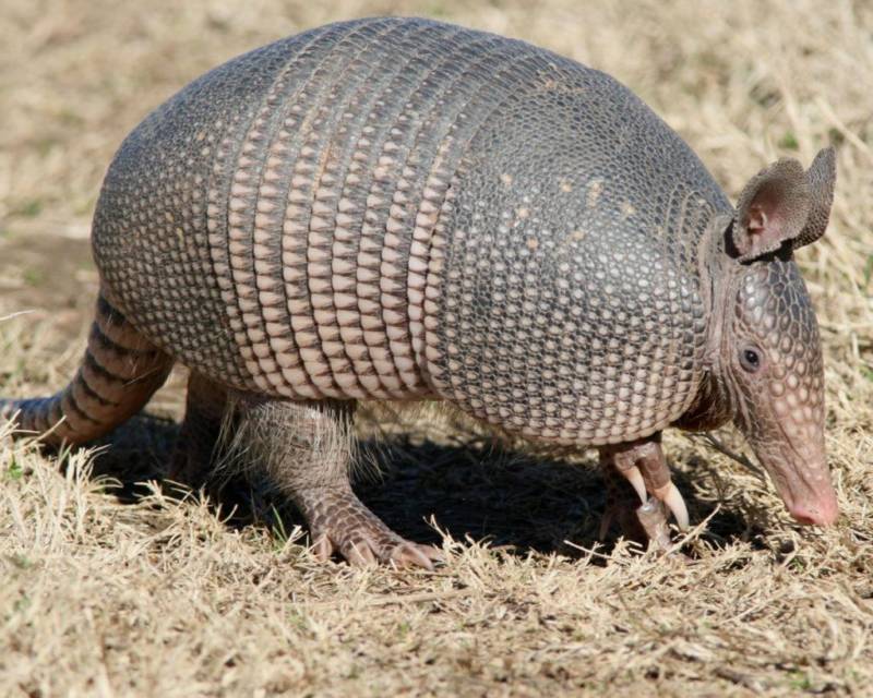 Броненосец - описание животного, где обитает, чем питается