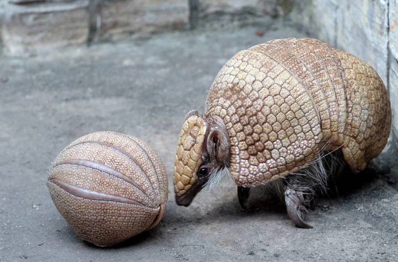 Броненосец - описание животного, где обитает, чем питается