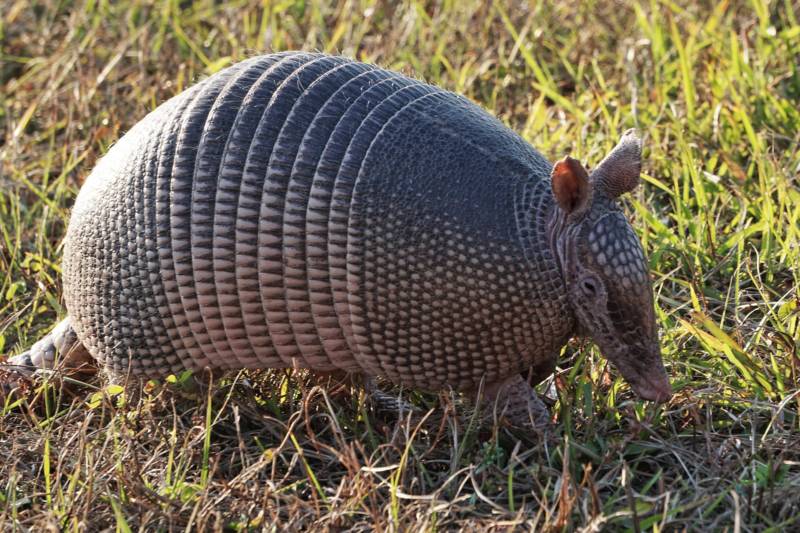 Броненосец - описание животного, где обитает, чем питается