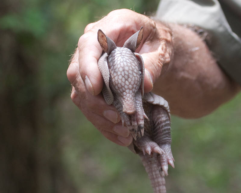 Броненосец - описание животного, где обитает, чем питается