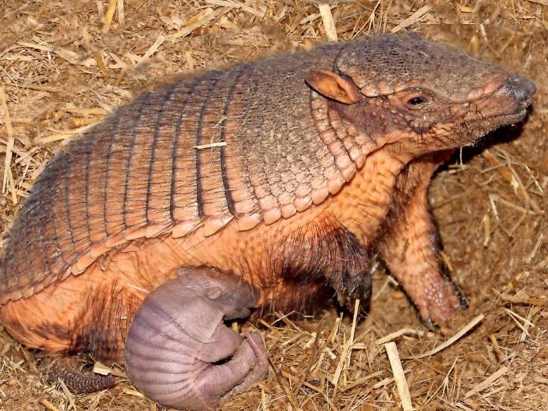 Броненосец - описание животного, где обитает, чем питается