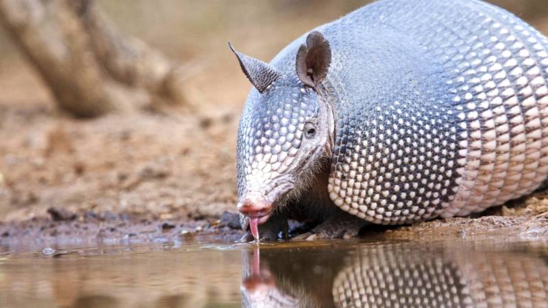Броненосец - описание животного, где обитает, чем питается