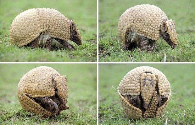 Броненосец - описание животного, где обитает, чем питается