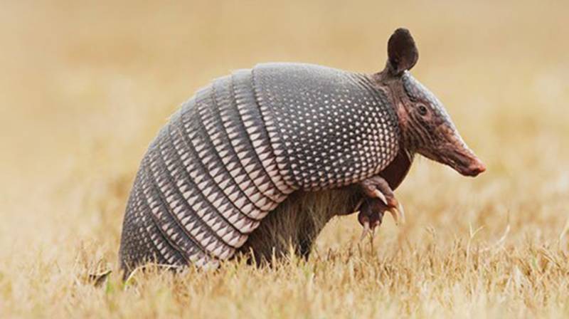 Броненосец - описание животного, где обитает, чем питается