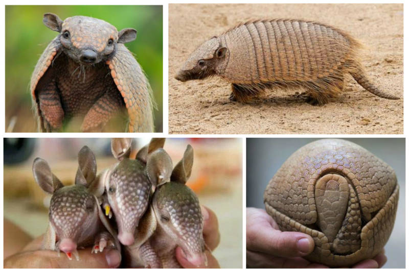 Броненосец - описание животного, где обитает, чем питается