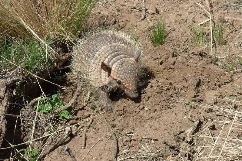 Броненосец - описание животного, где обитает, чем питается
