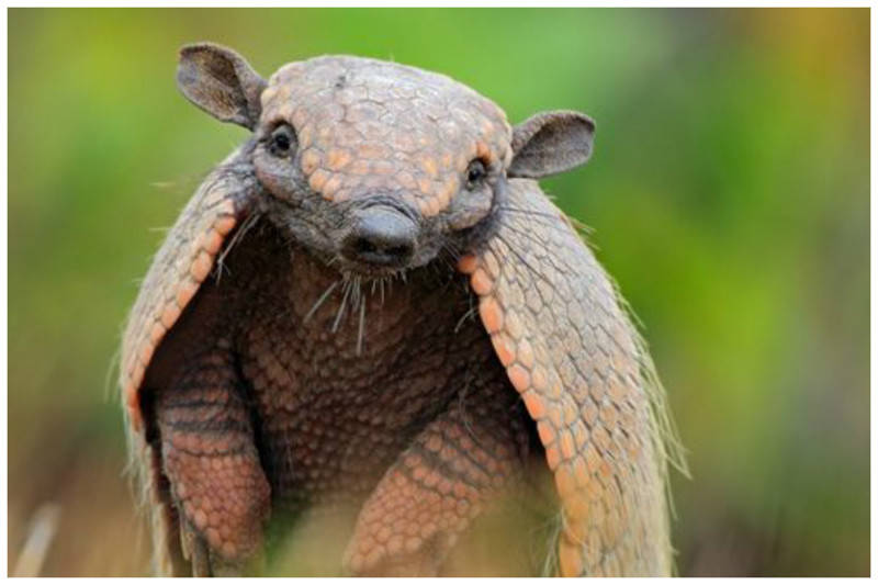 Броненосец - описание животного, где обитает, чем питается