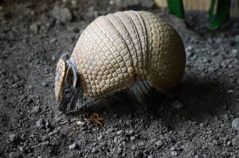 Броненосец - описание животного, где обитает, чем питается