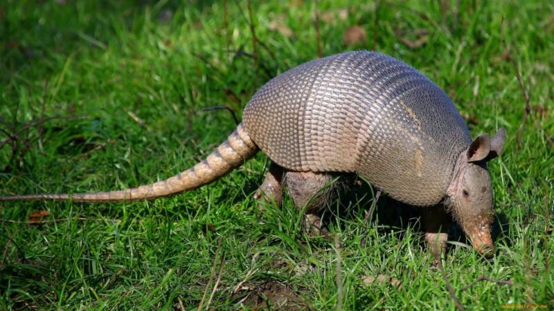 Броненосец - описание животного, где обитает, чем питается